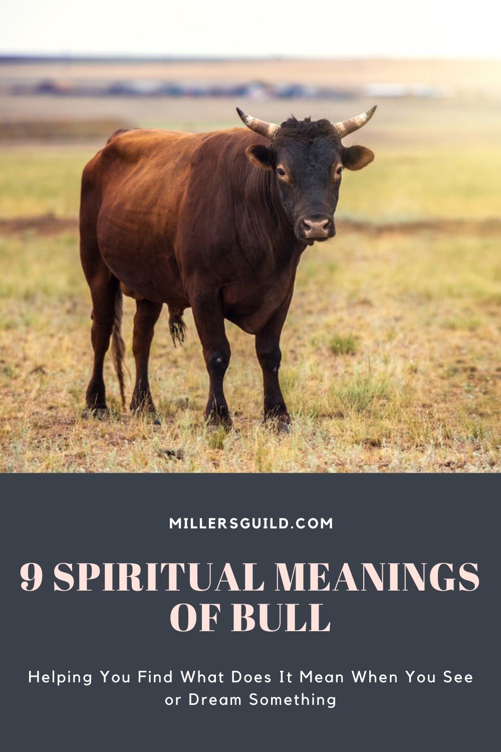9 Spiritual Meanings of Bull 2