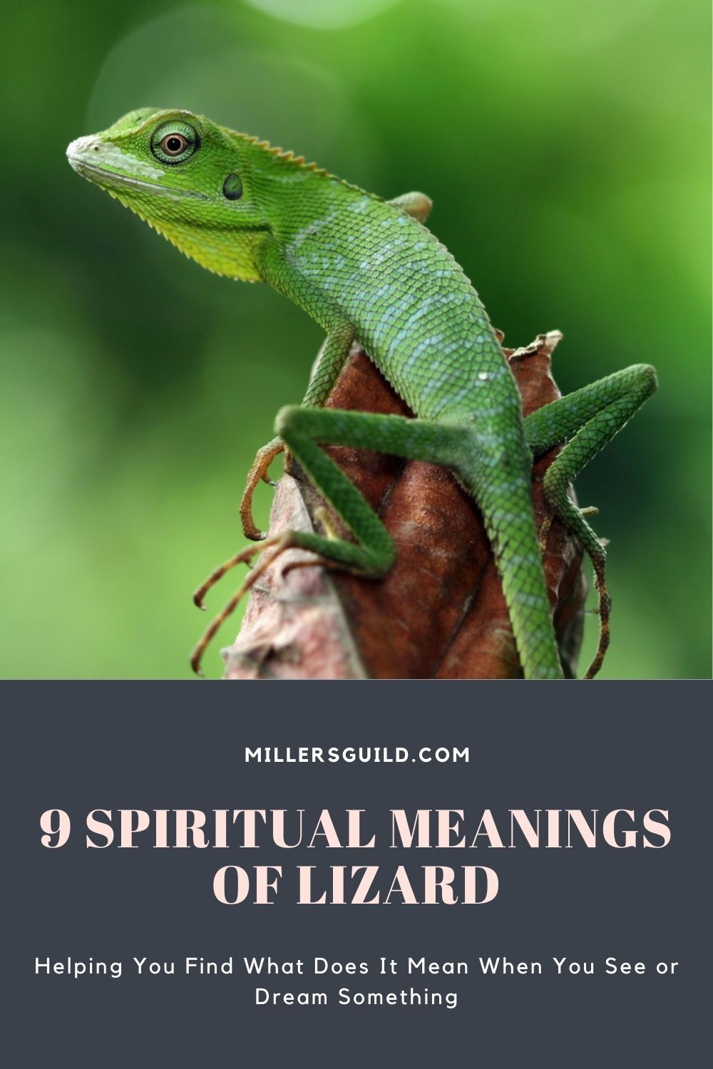 9 Spiritual Meanings of Lizard 1