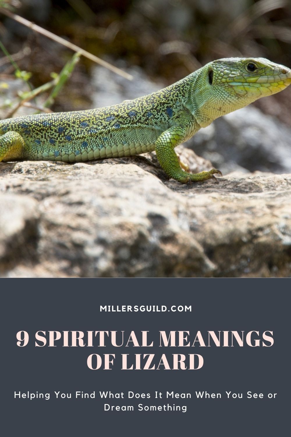9 Spiritual Meanings of Lizard