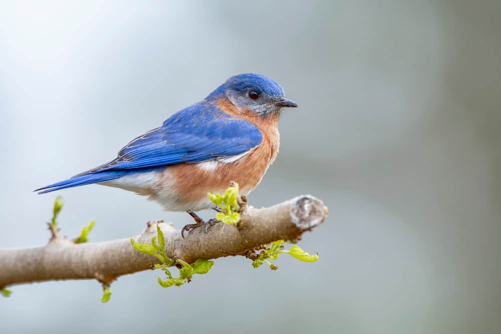 Bluebird symbolism