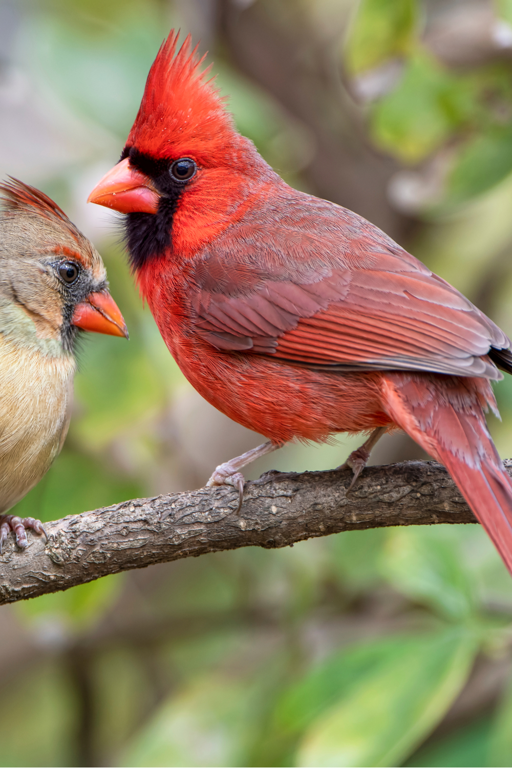 Cardinal spiritual meaning