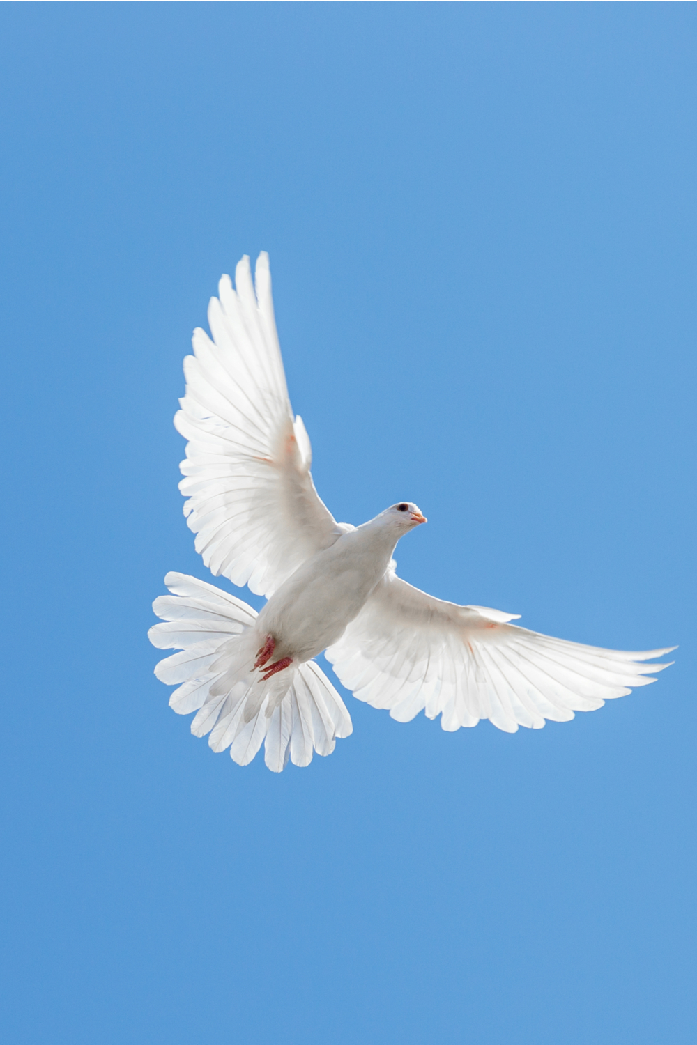 Dove symbolism according to different cultures and religions