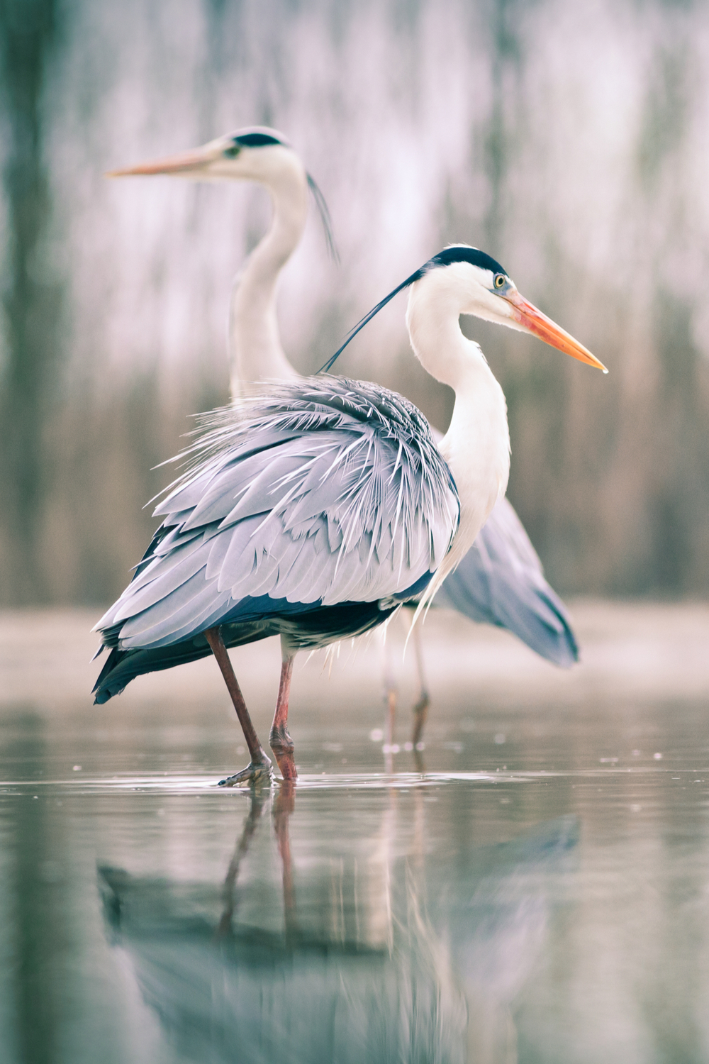 Herons Symbolism in Native American Traditions