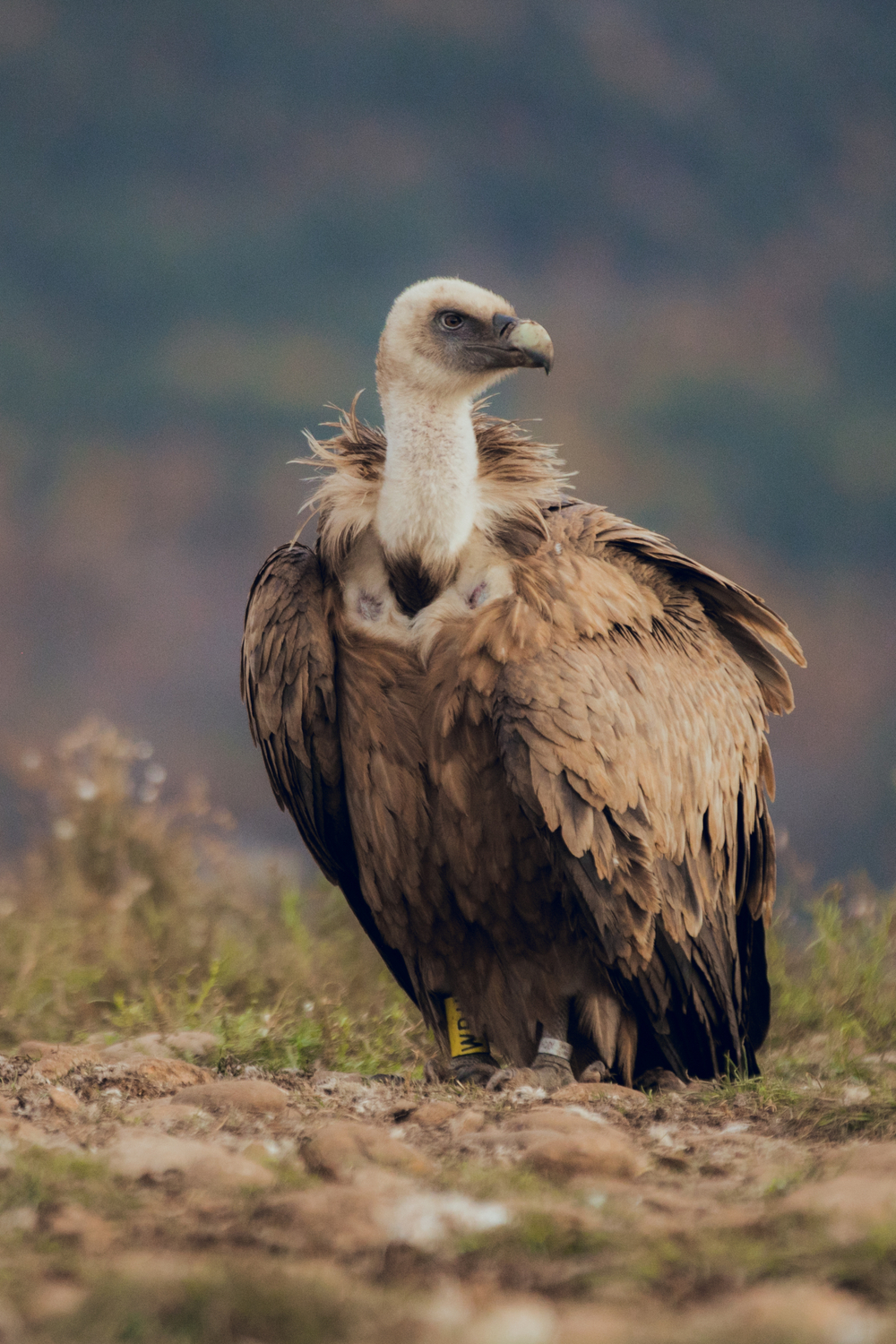 Meanings of Vulture Encounters