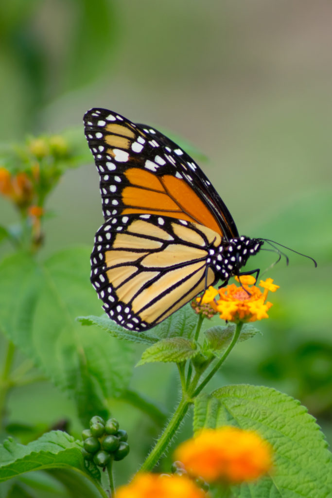 13 Spiritual Meanings of Monarch Butterfly