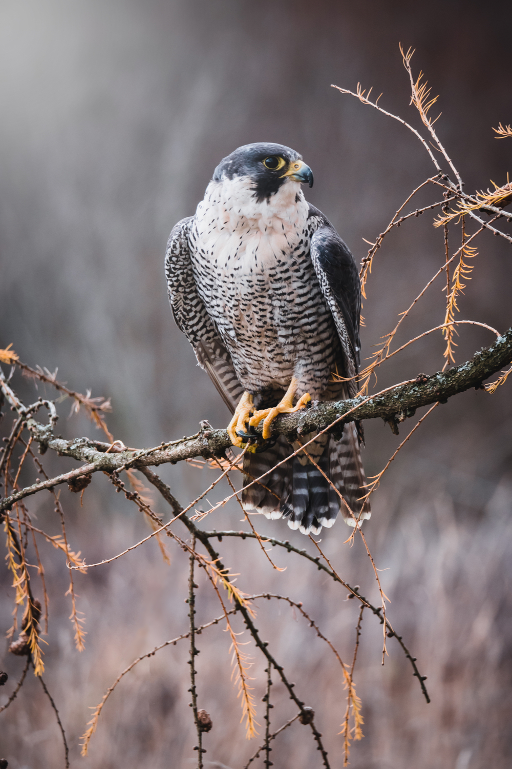 Peregrine Falcon Meaning