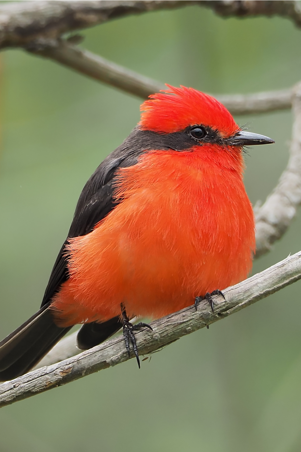 Scarlet flycatcher spiritual meaning