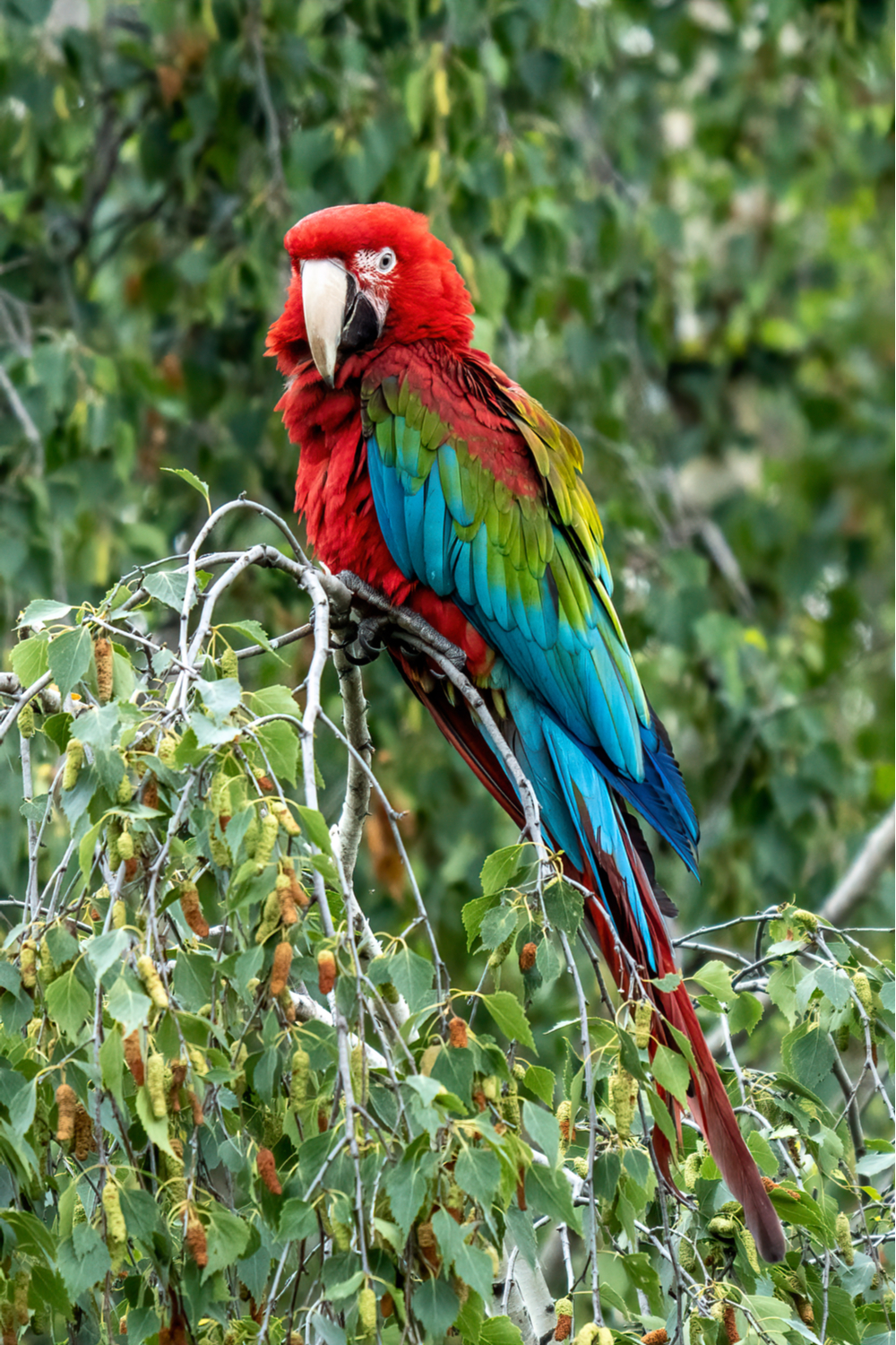 Scarlet macaw spiritual meaning