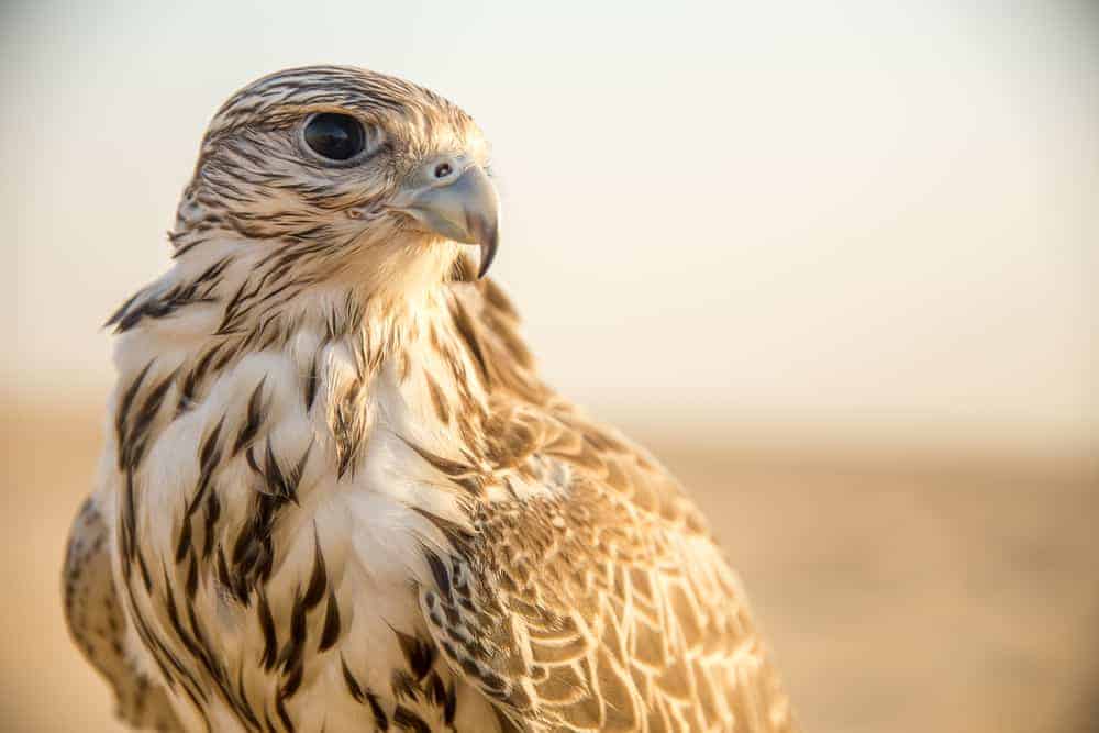 Spiritual Meanings of Falcon