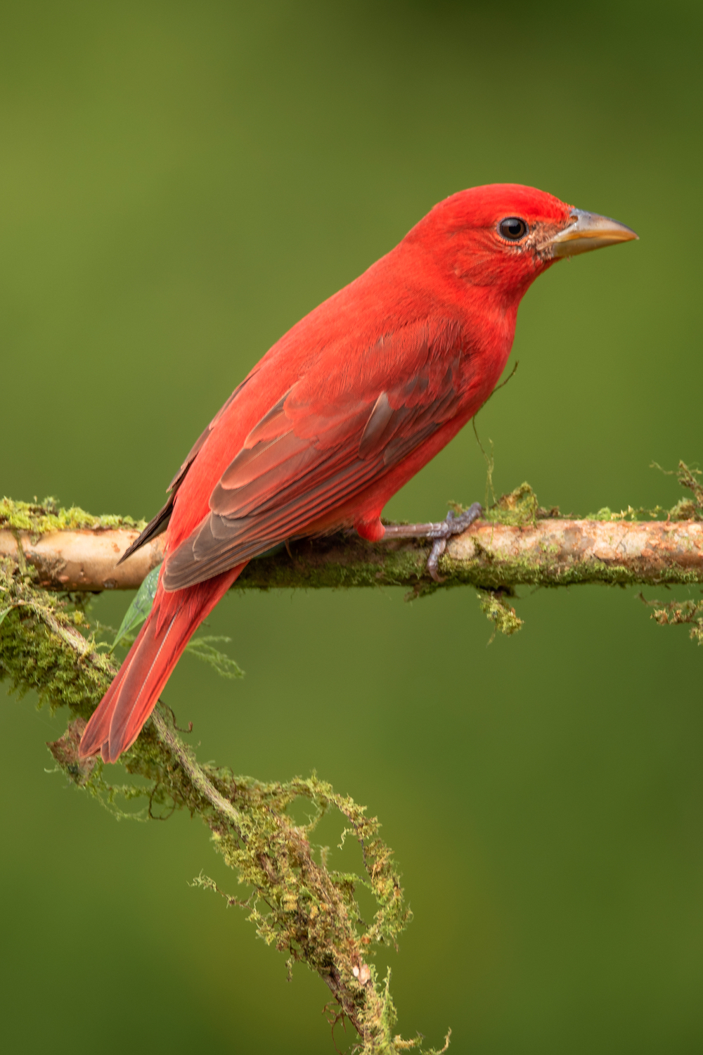 Summer tanager spiritual meaning