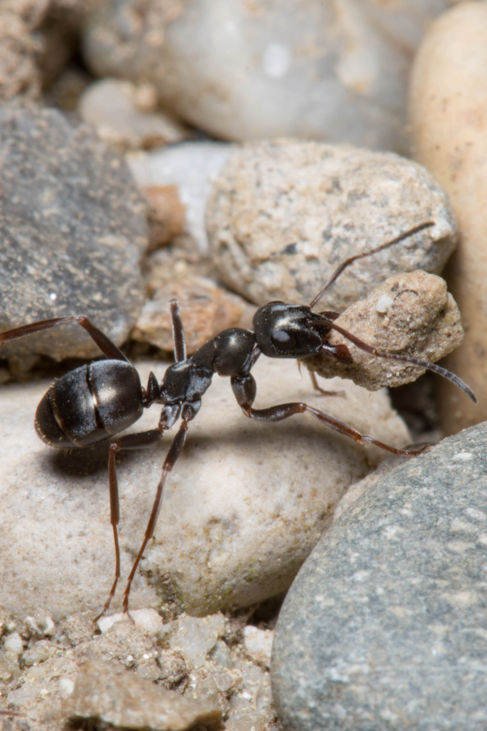The Ant as a Spirit Animal