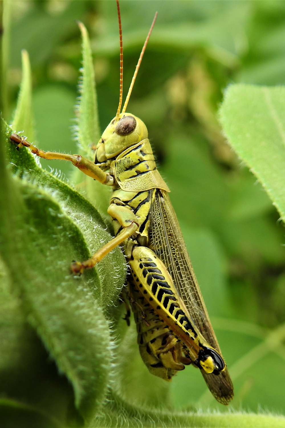 The Modern Symbolism of Grasshoppers