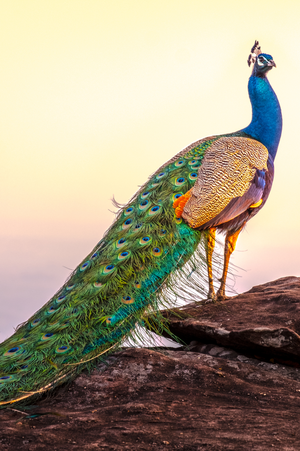 The Peacock in Astrology