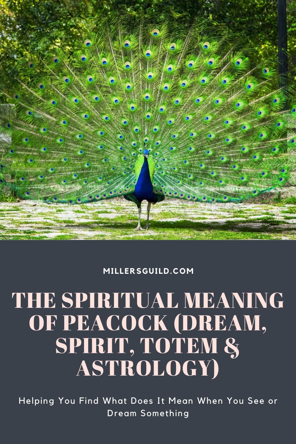 The Spiritual Meaning of Peacock (Dream, Spirit, Totem & Astrology) 1