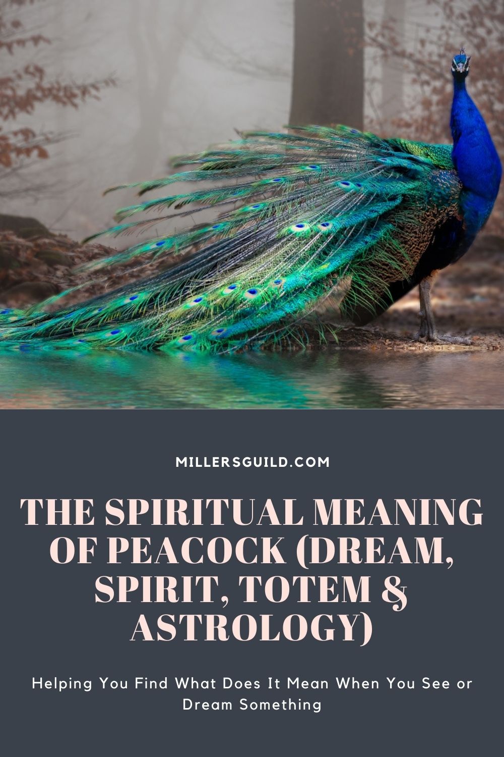 The Spiritual Meaning of Peacock (Dream, Spirit, Totem & Astrology) 2