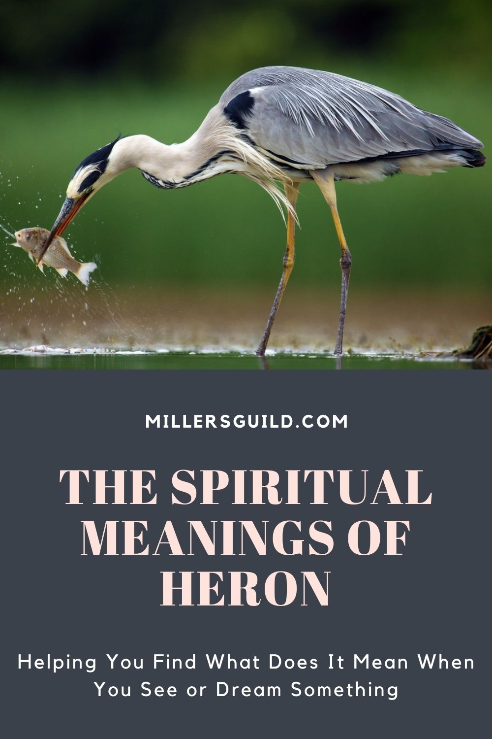 The Spiritual Meanings of Heron