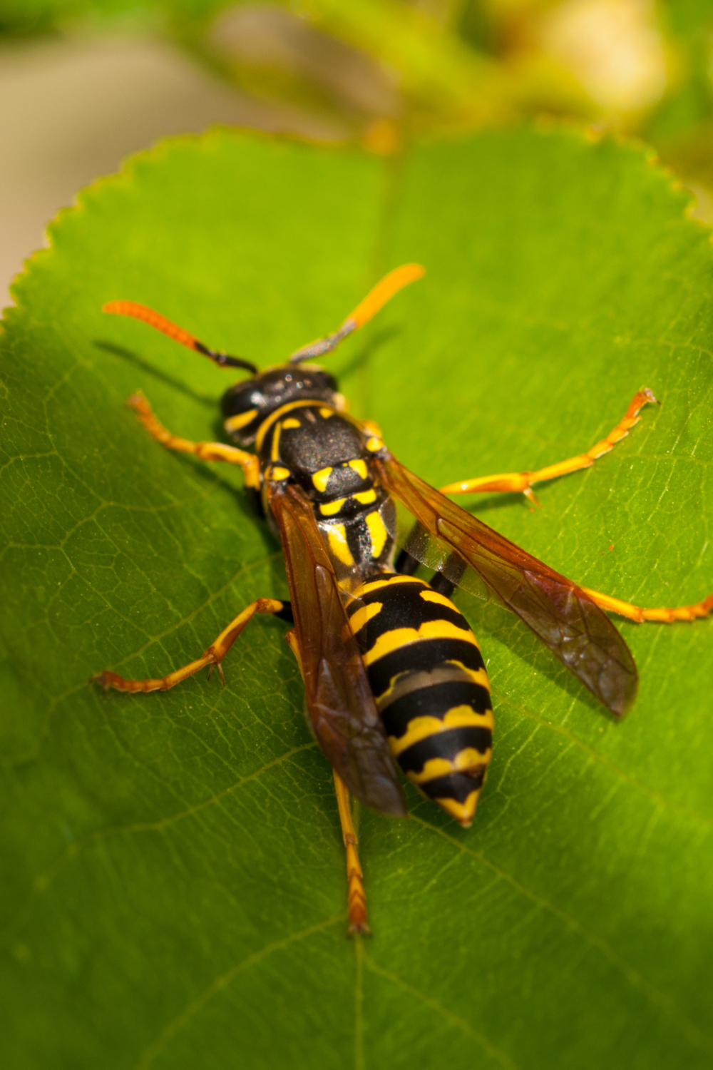 Wasp Native American Symbolism