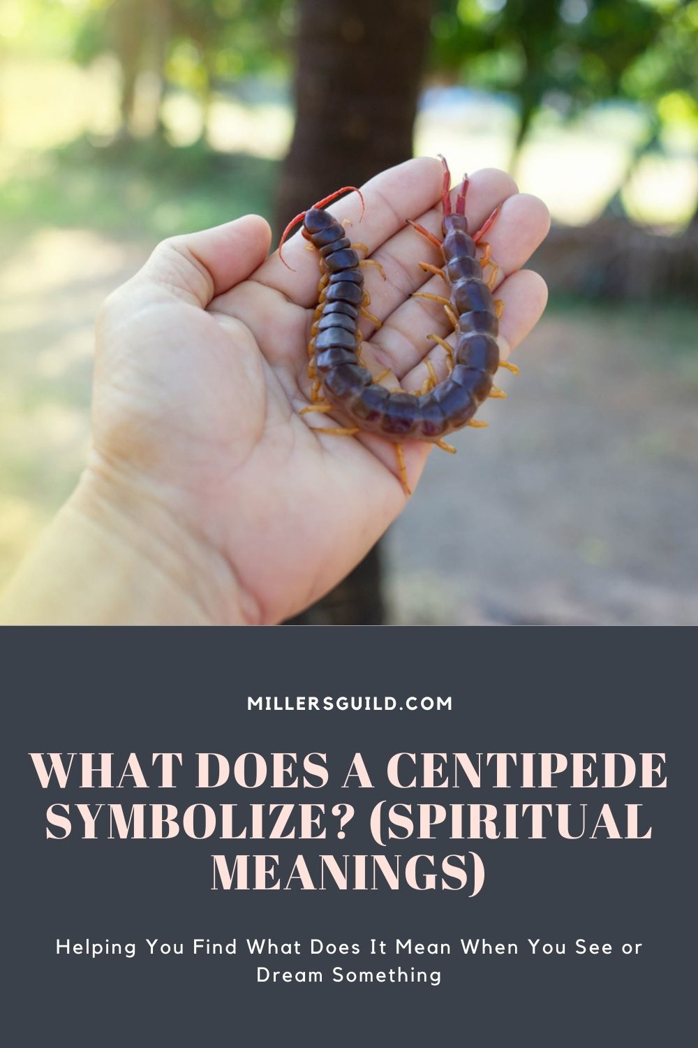 What Does a Centipede Symbolize (Spiritual Meanings) 1