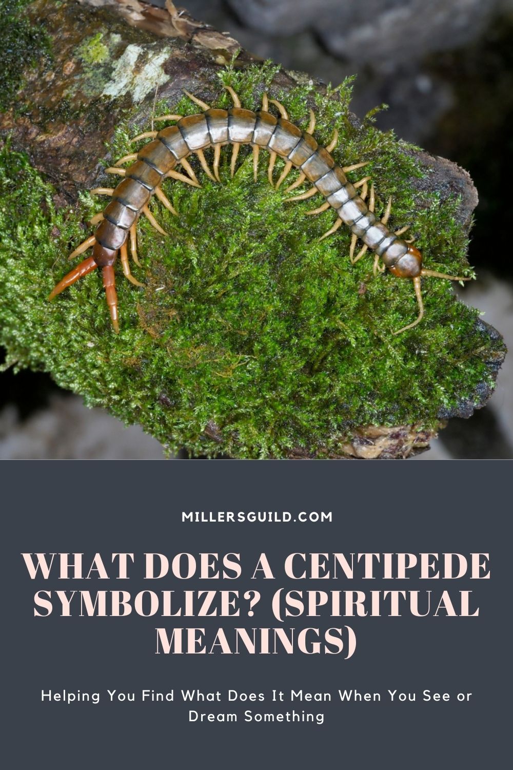 What Does a Centipede Symbolize (Spiritual Meanings) 2