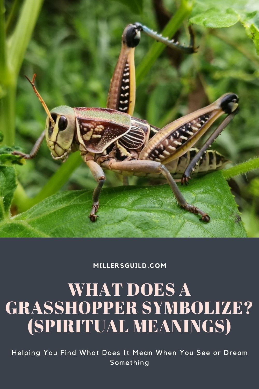 What Does a Grasshopper Symbolize (Spiritual Meanings) 1