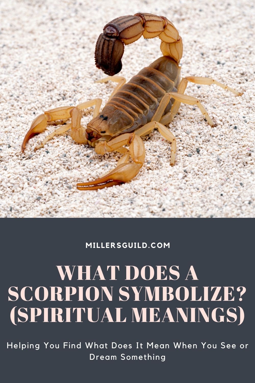 What Does a Scorpion Symbolize (Spiritual Meanings) 2