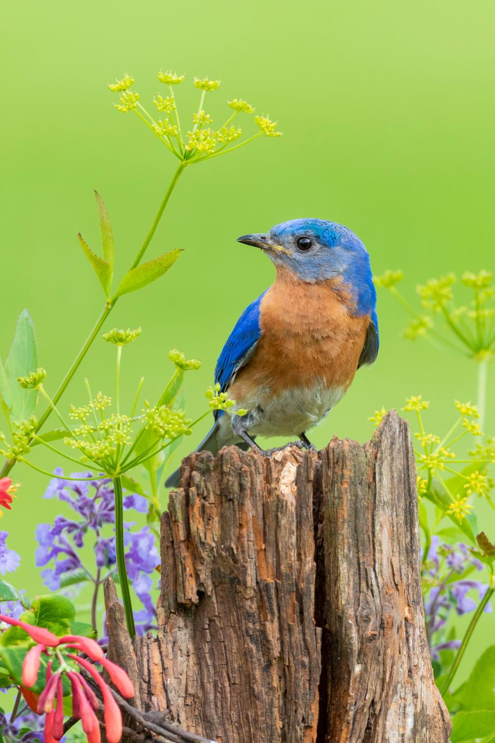 What does it mean if you see a bluebird