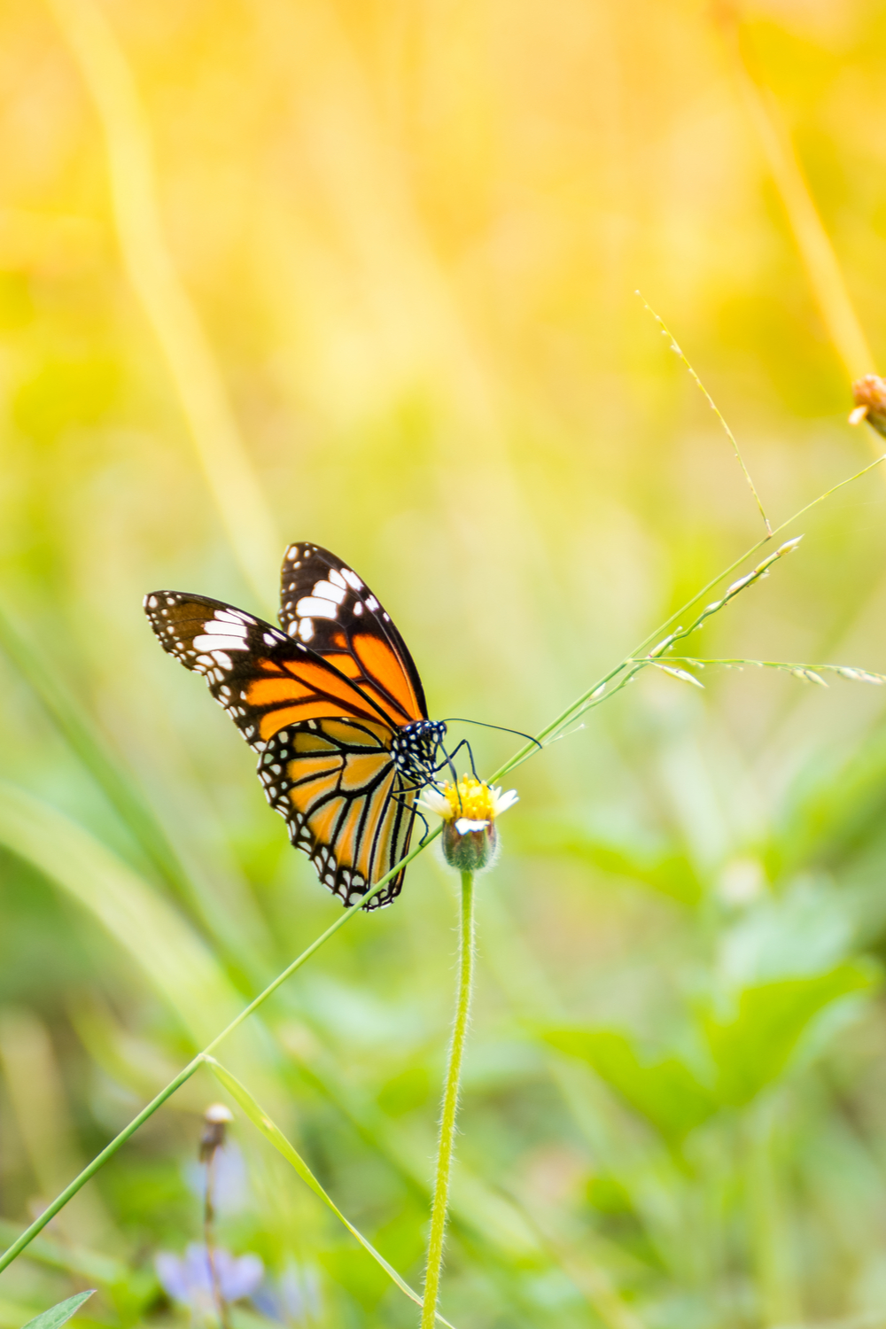 What does it mean if you see a monarch butterfly