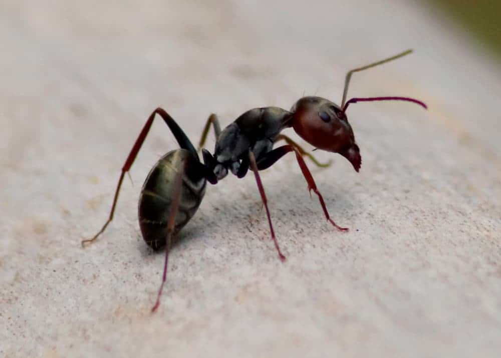 ant symbolism