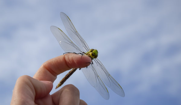 5 Spiritual Meanings When a Dragonfly Lands on You