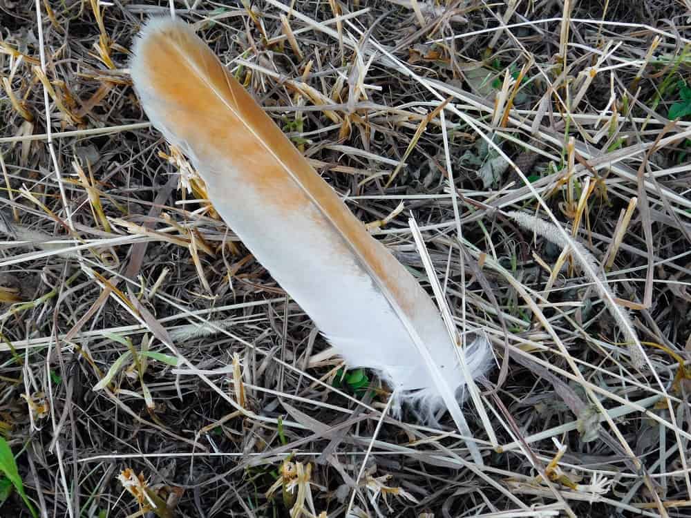 finding a hawk feather meaning