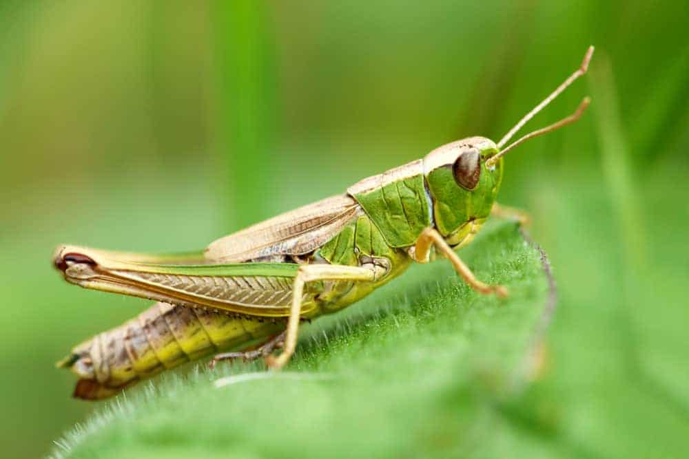 grasshopper symbolism