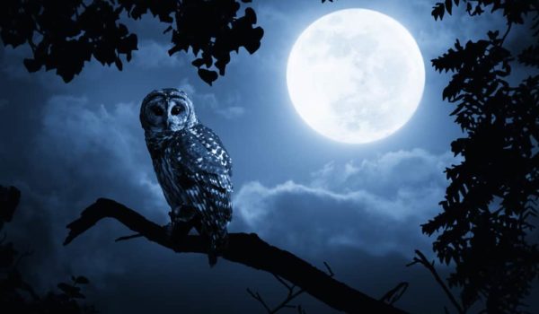 10 Meanings When You Hear an Owl Hooting
