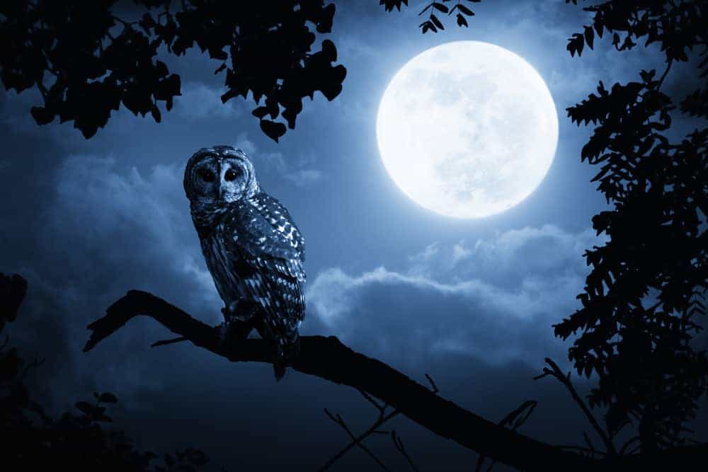 hearing an owl hoot at night meaning