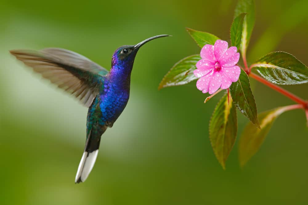 hummingbird significance