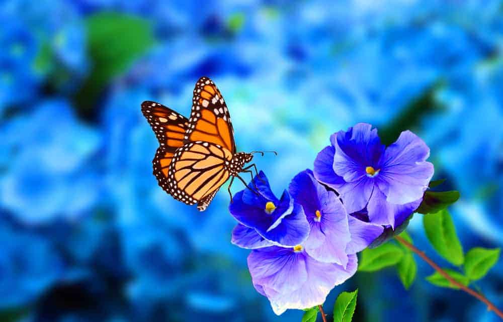 monarch butterfly meaning