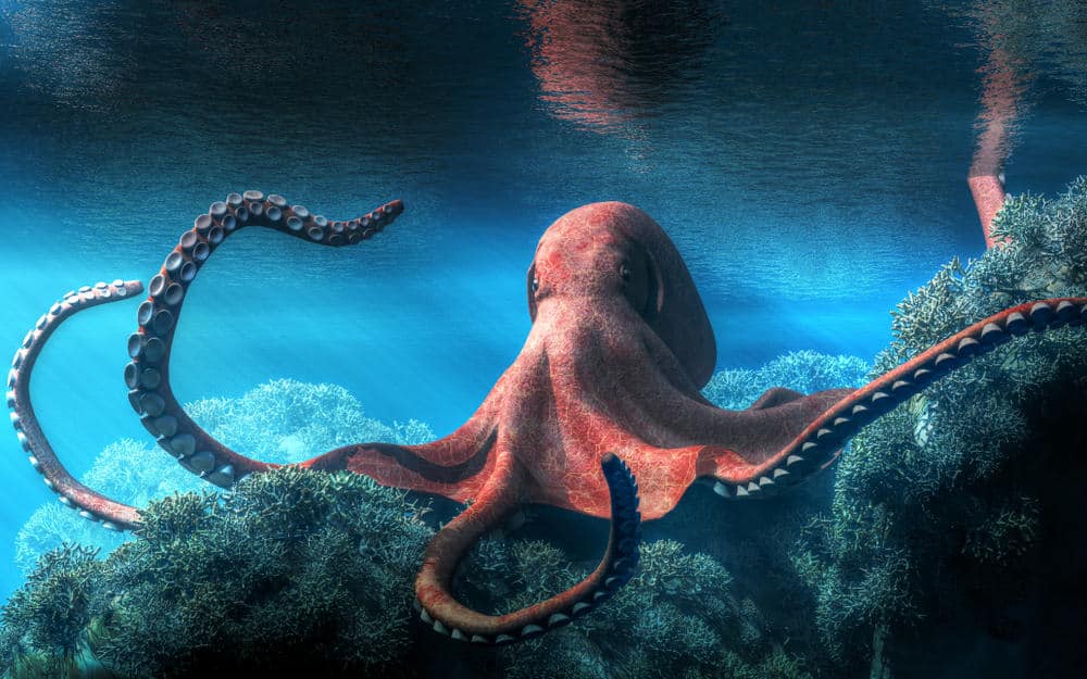octopus spirit animal