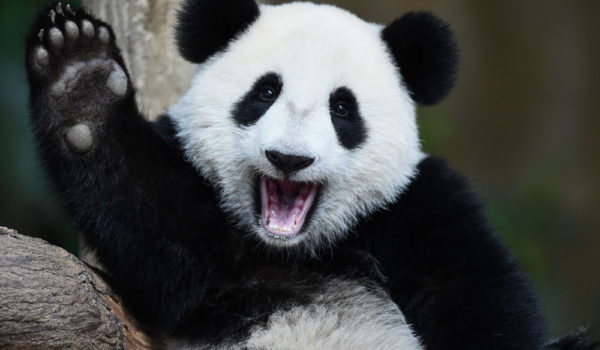 13 Spiritual Meanings of Panda