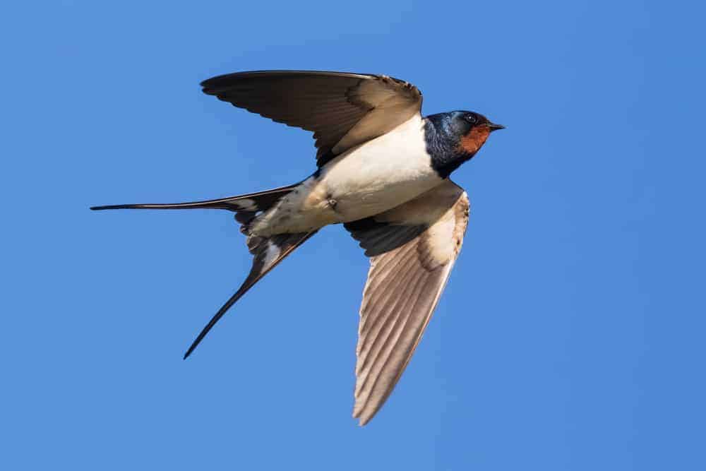 swallow meaning bird