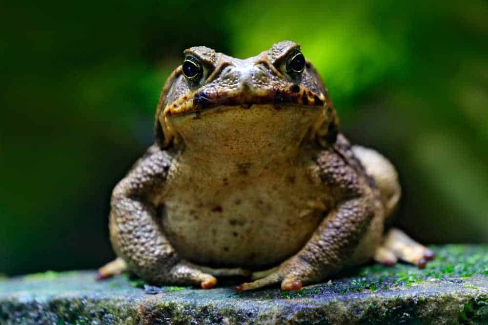 toad spirit animal