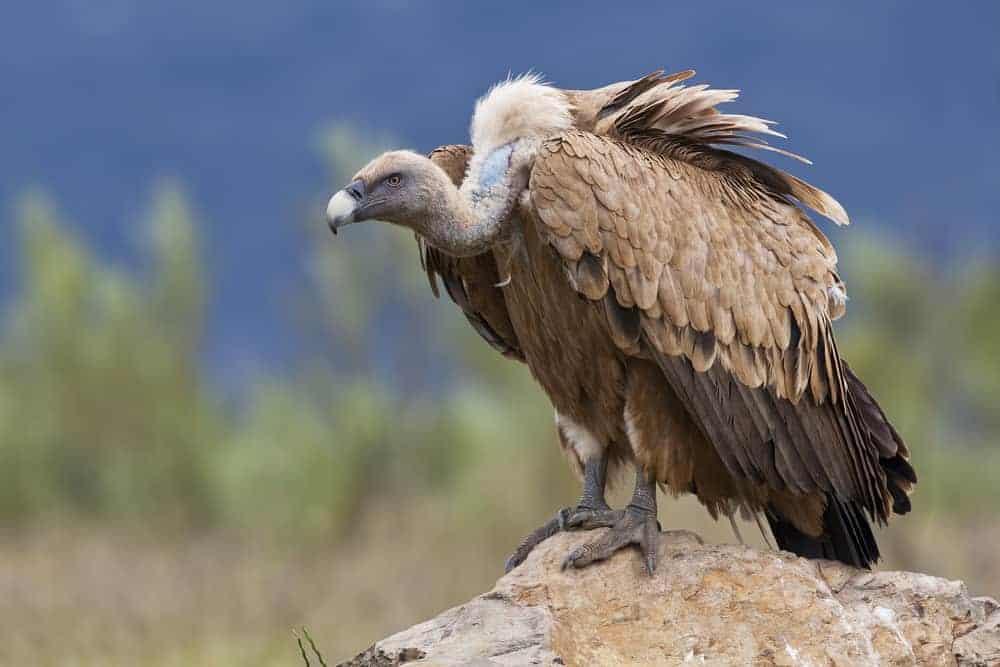 what does a vulture symbolize