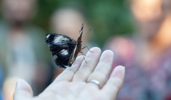 19 Meanings When A Butterfly Lands On You