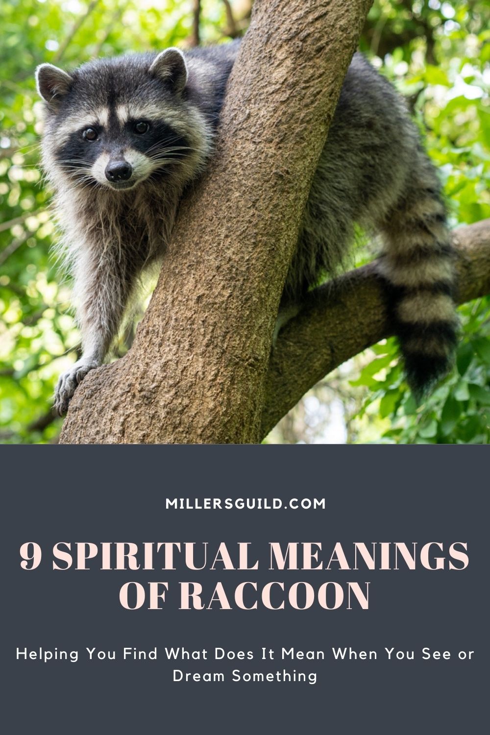 9 Spiritual Meanings of Raccoon 1