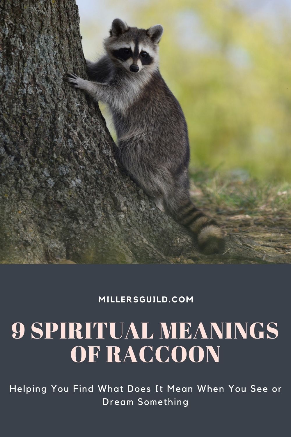 9 Spiritual Meanings of Raccoon 2
