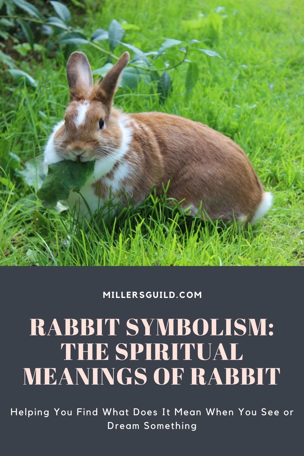 Rabbit Symbolism The Spiritual Meanings of Rabbit 1