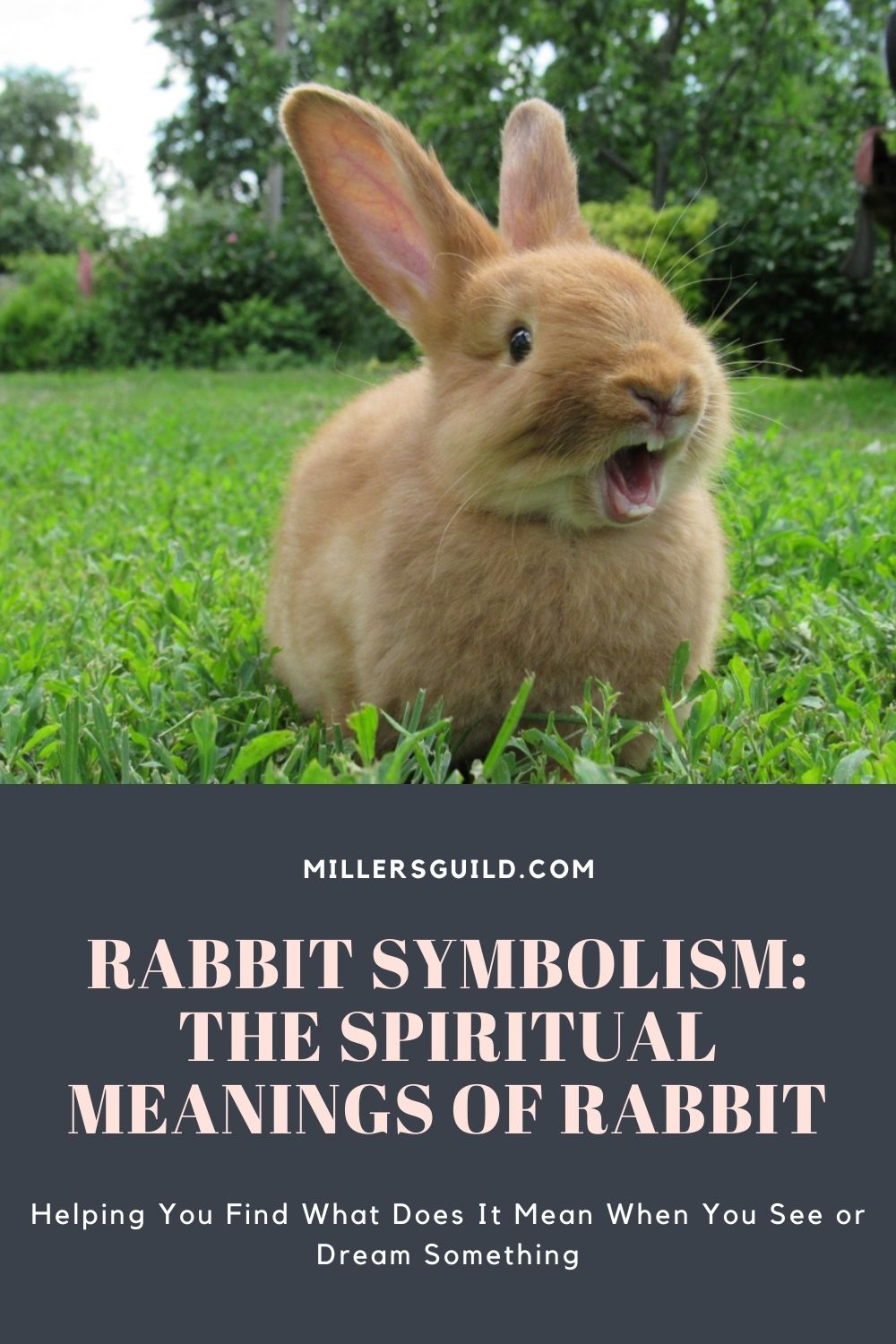 Rabbit Symbolism The Spiritual Meanings of Rabbit 2