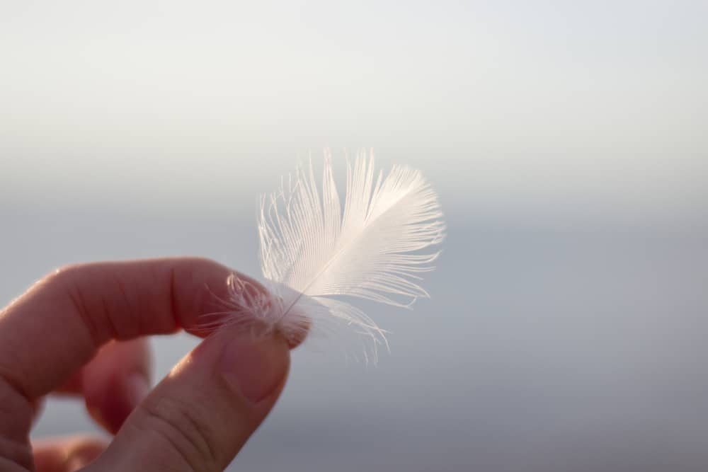 What Does it Mean if You Find a White Feather