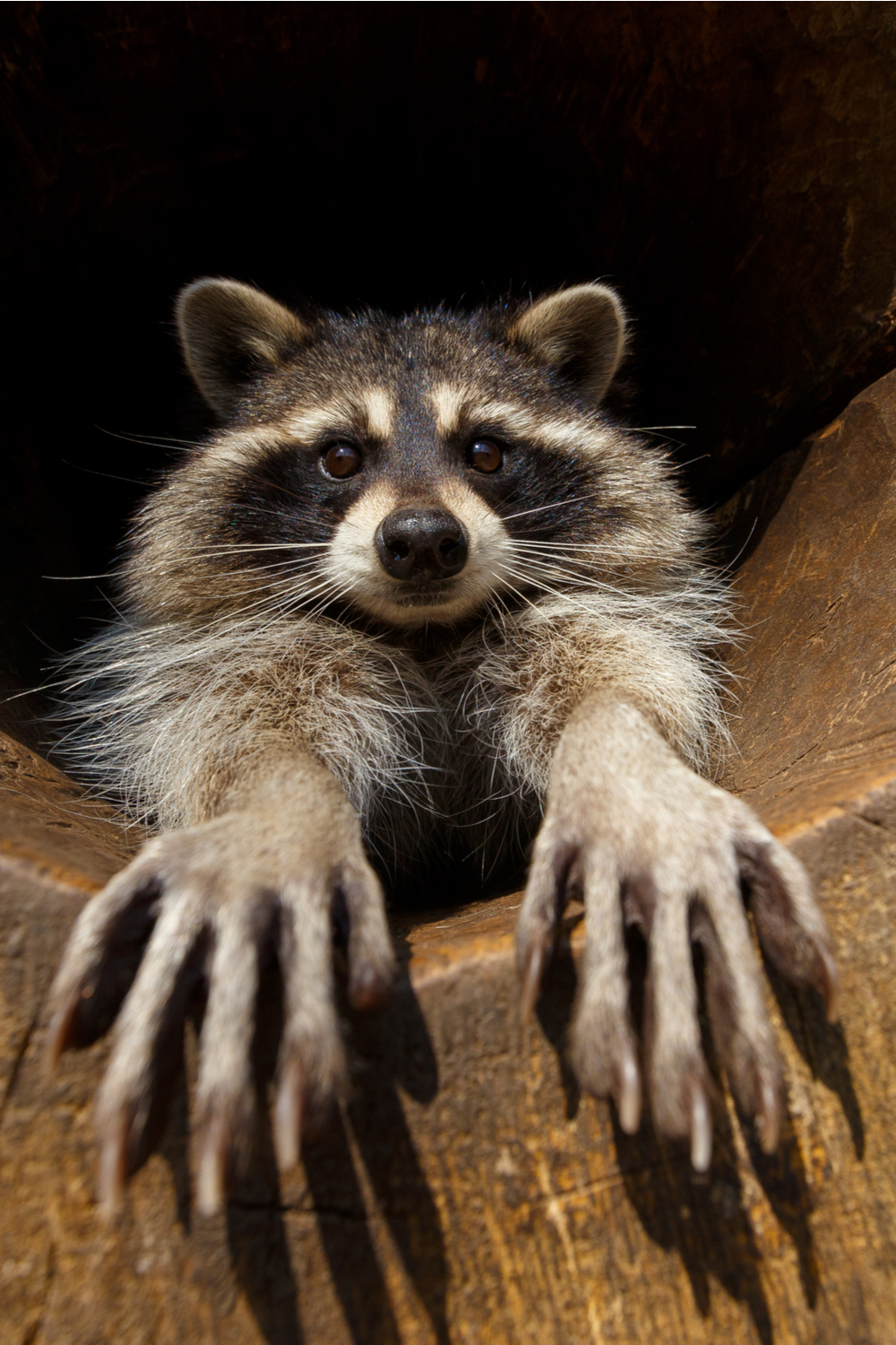 Why the raccoon washes his hands