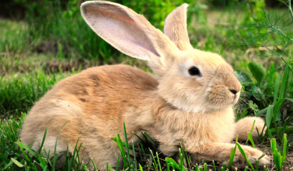 Rabbit Symbolism: The Spiritual Meanings of Rabbit