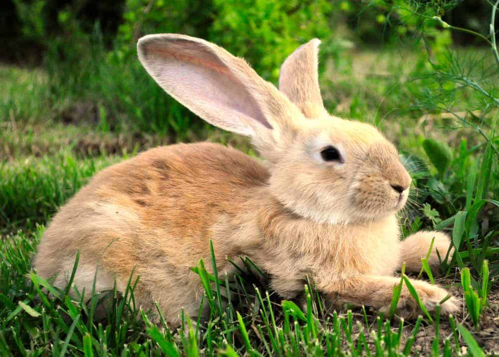 bunny symbolism
