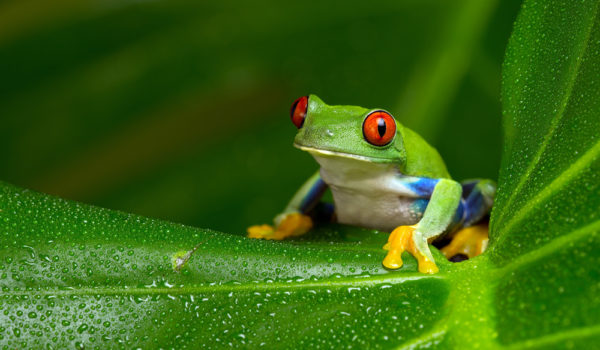 5 Spiritual Meanings of Frog